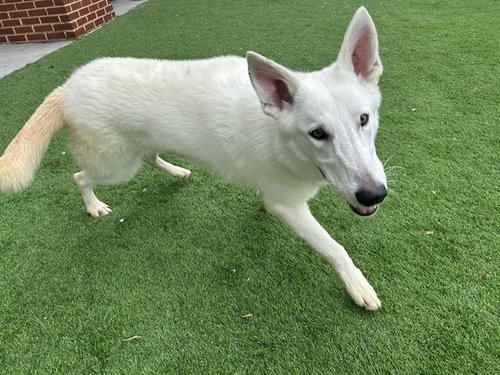 picture of the dog needing adoption