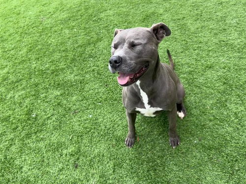 SKYE, an adoptable American Staffordshire Terrier in Grand Prairie, TX