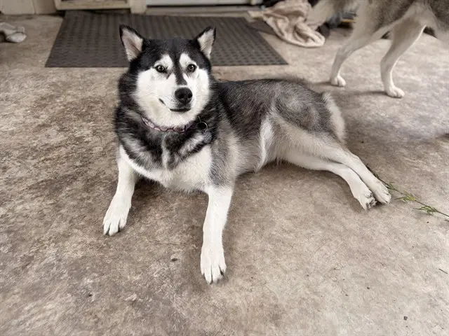 Honey - Siberian Husky