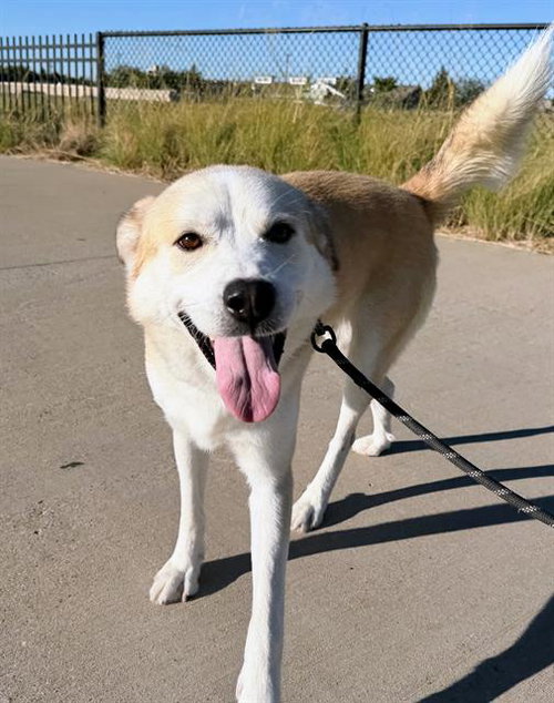 BRADLEY, an adoptable Labrador Retriever in Grand Prairie, TX