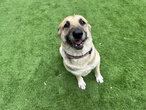 PAWTATO, an adoptable German Shepherd Dog in Grand Prairie, TX