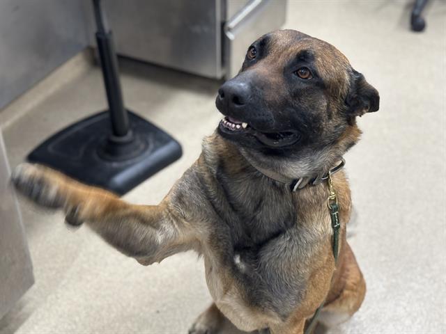 SGT. HANDSOME