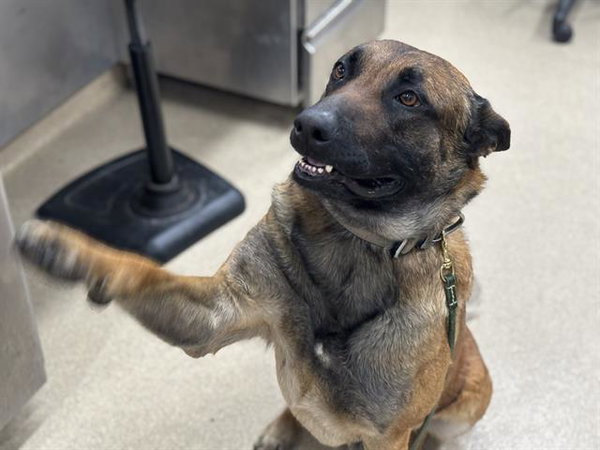 SGT. HANDSOME