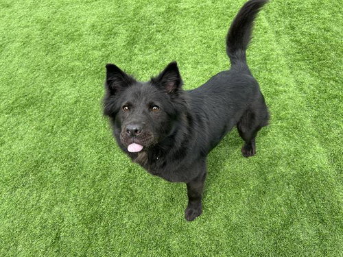 CHER, an adoptable Chow Chow in Grand Prairie, TX