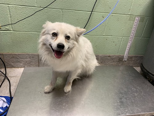 BEAR, an adoptable American Eskimo Dog in Grand Prairie, TX