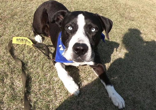 picture of the dog needing adoption