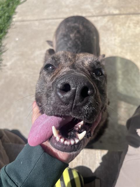NELLI