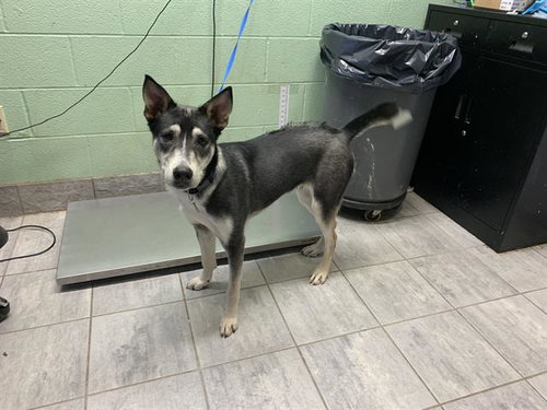 picture of the dog needing adoption
