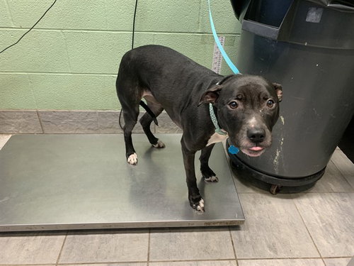 picture of the dog needing adoption