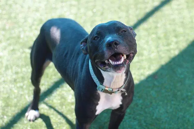 Sega - American Staffordshire Terrier