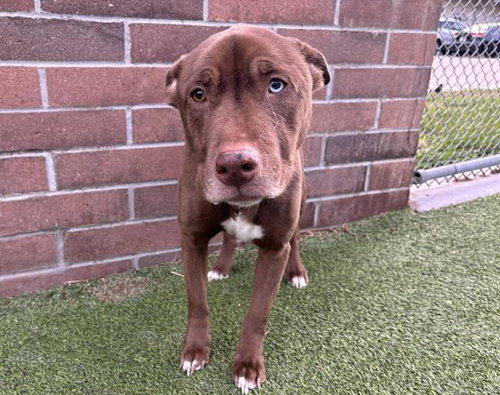 picture of the dog needing adoption