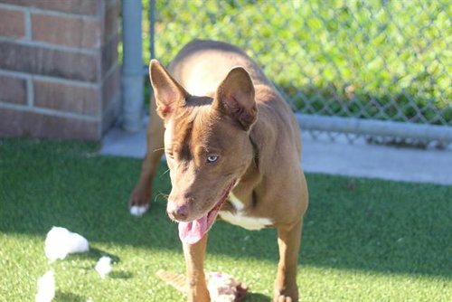 picture of the dog needing adoption