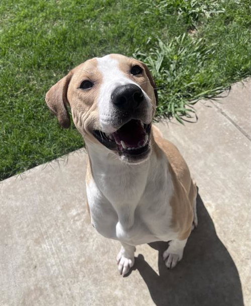 picture of the dog needing adoption