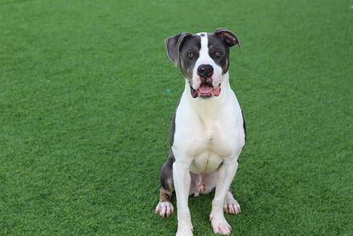picture of the dog needing adoption