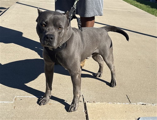BO, an adoptable American Staffordshire Terrier in Grand Prairie, TX