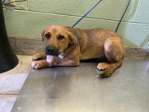 BREEZE, an adoptable Labrador Retriever in Grand Prairie, TX