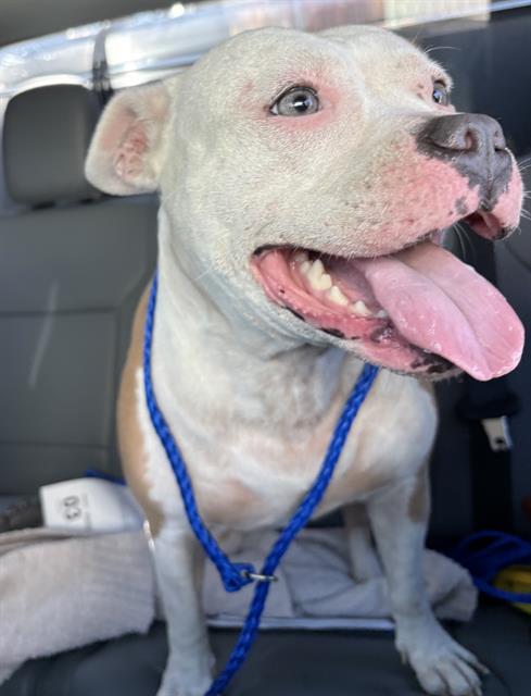 FIBULA, an adoptable American Staffordshire Terrier in Grand Prairie, TX