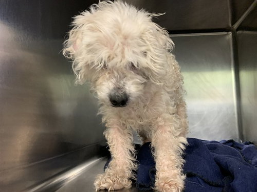 HUGO, an adoptable Bichon Frise in Grand Prairie, TX