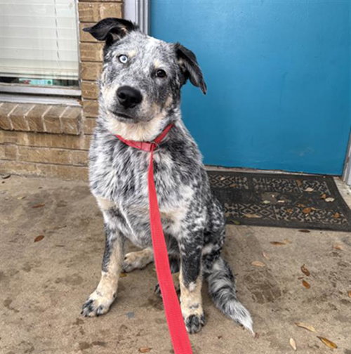 RUMI, an adoptable Australian Cattle Dog in Grand Prairie, TX