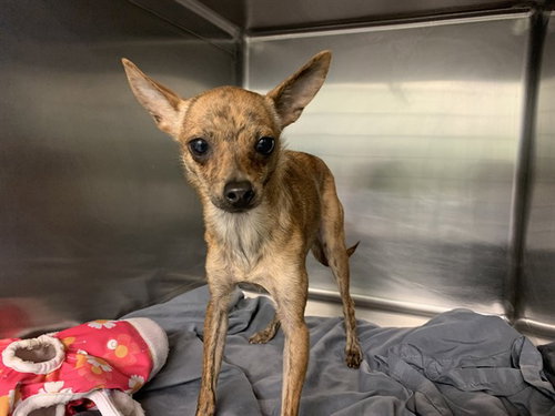 DOLORES, an adoptable Chihuahua in Grand Prairie, TX