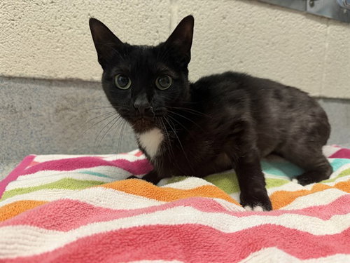 SPROUT, an adoptable Domestic Short Hair in Grand Prairie, TX