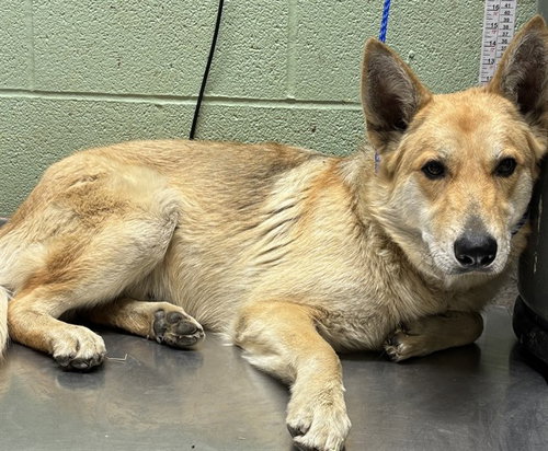 LUKA, an adoptable German Shepherd Dog in Grand Prairie, TX