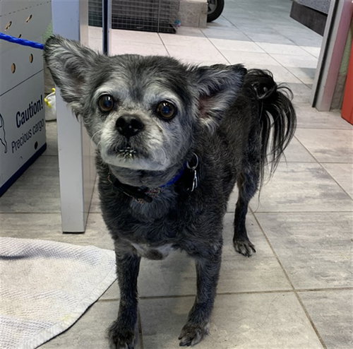 SPARTACUS, an adoptable Pekingese in Grand Prairie, TX
