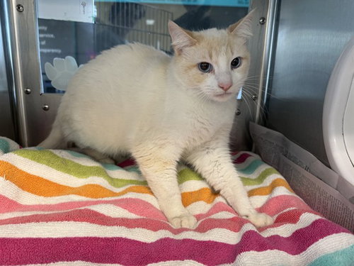 BONFIRE, an adoptable Domestic Short Hair in Grand Prairie, TX