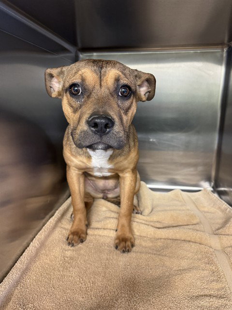 CHILI, an adoptable American Staffordshire Terrier in Grand Prairie, TX
