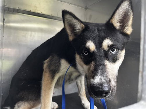 KODA, an adoptable German Shepherd Dog in Grand Prairie, TX