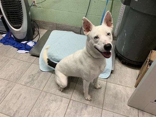 JESSICA, an adoptable Siberian Husky in Grand Prairie, TX