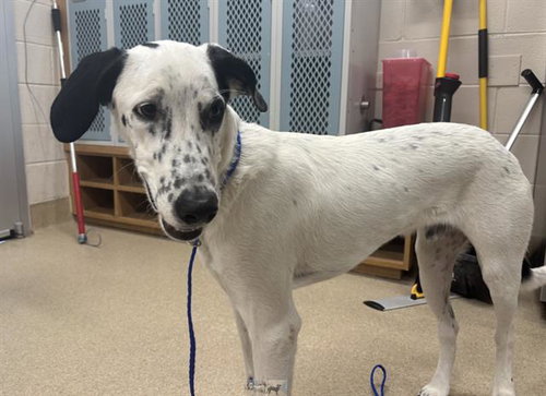 CHIP, an adoptable Pointer in Grand Prairie, TX