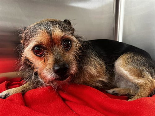 COCO, an adoptable Terrier in Grand Prairie, TX