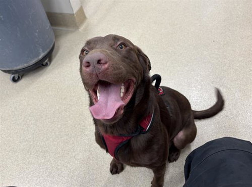 picture of the dog needing adoption