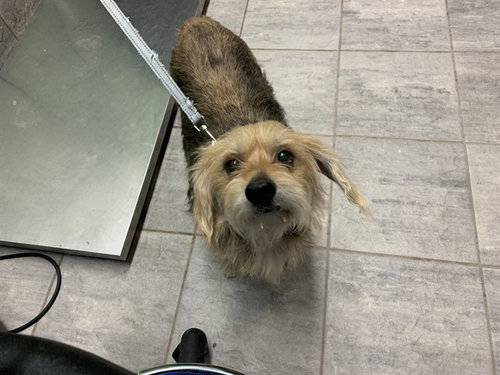 LADY - Yorkshire Terrier Yorkie available for adoption