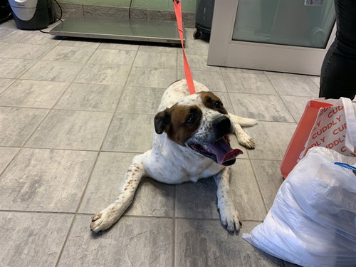 CLEETUS - Australian Cattle Dog/Blue Heeler available for adoption
