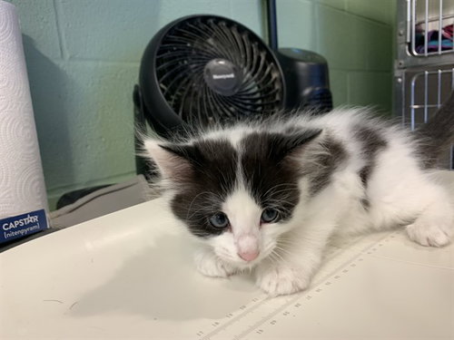 TACO - Domestic Medium Hair available for adoption