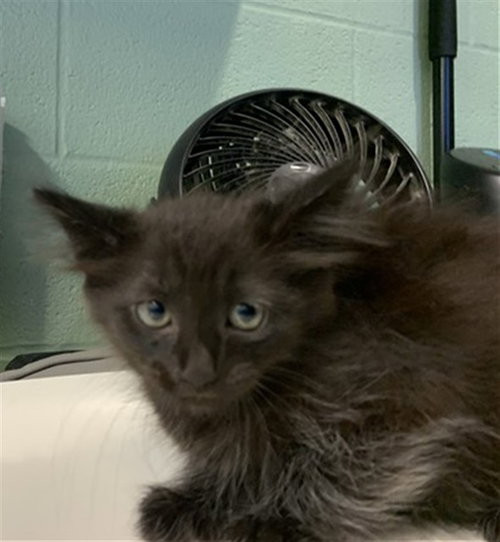 ROSEMARY - Domestic Medium Hair available for adoption