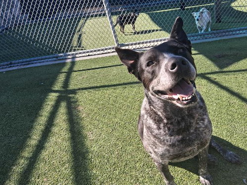 HARLEY, an adoptable Australian Cattle Dog in Grand Prairie, TX