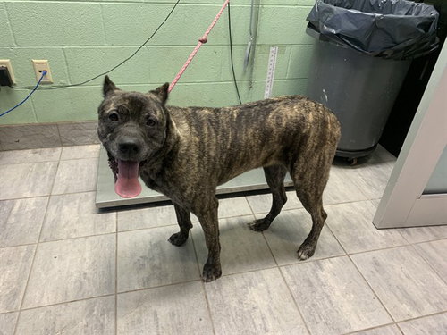MAGNOLIA - Cane Corso Mastiff available for adoption