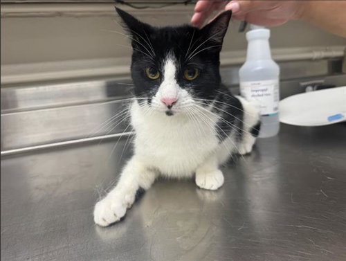 COCO, Young Domestic Short Hair / Mixed (medium coat), cat for adoption in Hurst, Texas