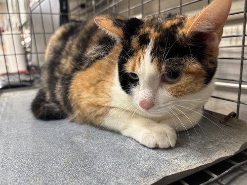 DAISY, Young Domestic Short Hair / Mixed (medium coat), cat for adoption in Hurst, Texas