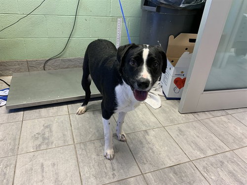 TONTO, an adoptable Border Collie in Grand Prairie, TX