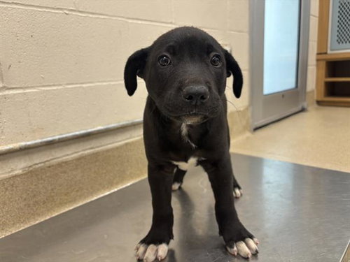 ELLIE, an adoptable Labrador Retriever in Grand Prairie, TX