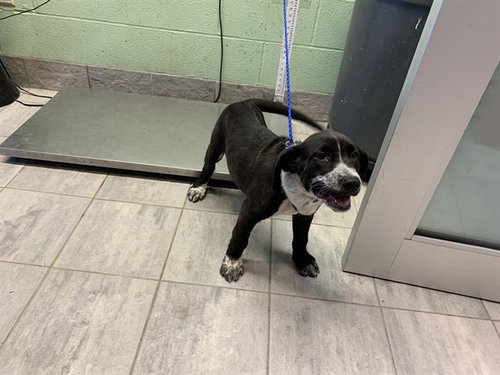TROUBLE, an adoptable Australian Cattle Dog in Grand Prairie, TX