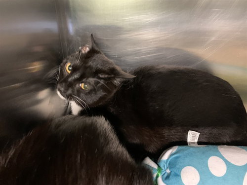 FELIX - Domestic Short Hair for adoption in Grand Prairie