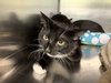 ZORRO - Photo 1