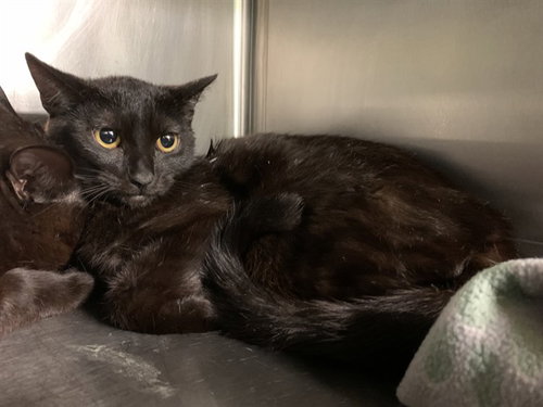 NELLI - Domestic Short Hair for adoption in Grand Prairie
