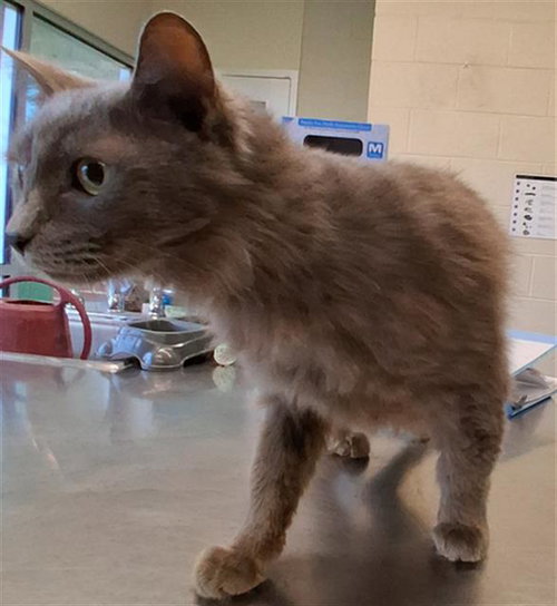 LOLA, Senior Domestic Medium Hair / Mixed (medium coat), cat for adoption in Fort Worth, Texas