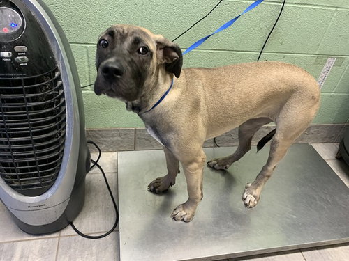 AUGUST, an adoptable Mastiff in Grand Prairie, TX